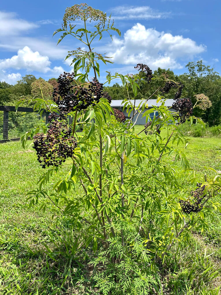 Organic Elderberry
