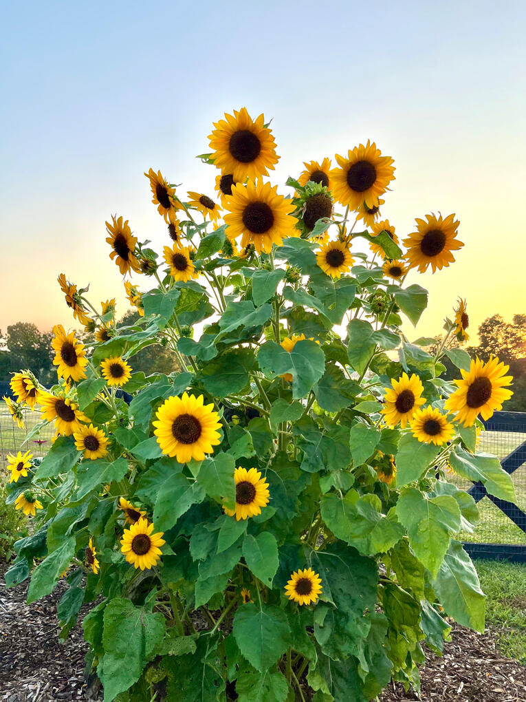 Sunflowers