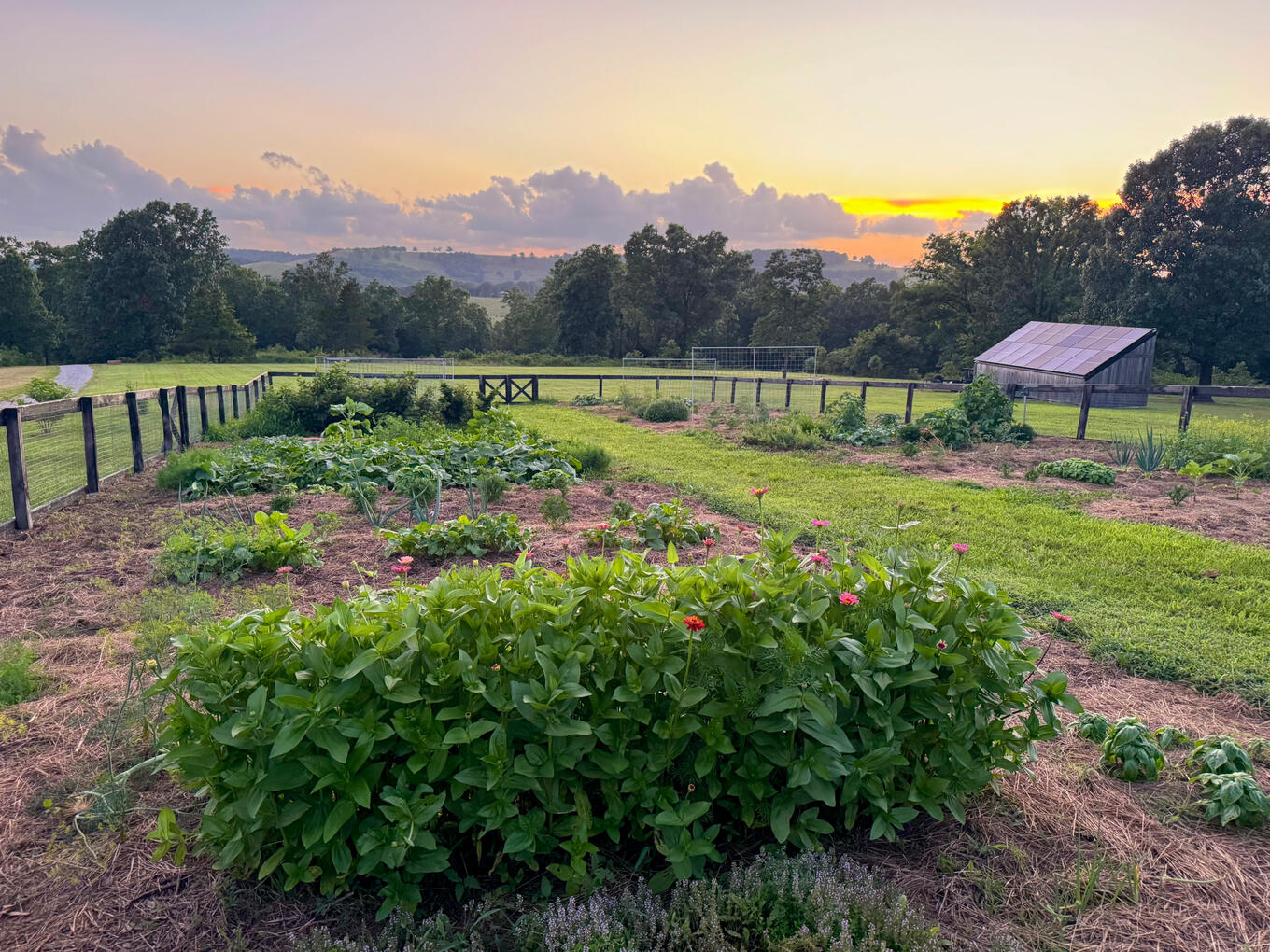 Garden