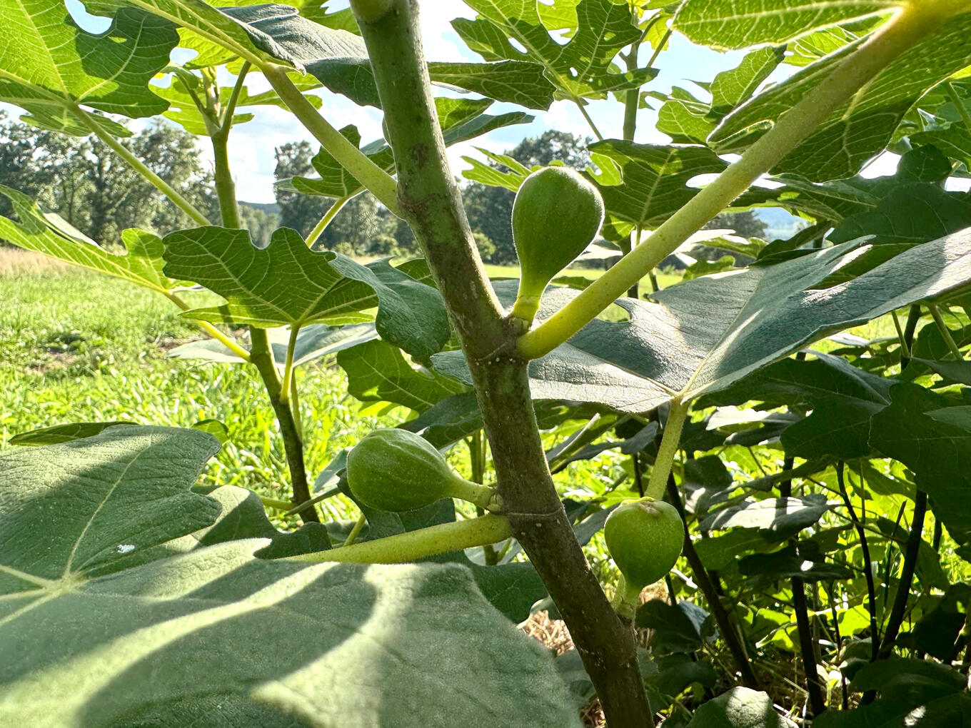 Organic Chicago Hardy Fig