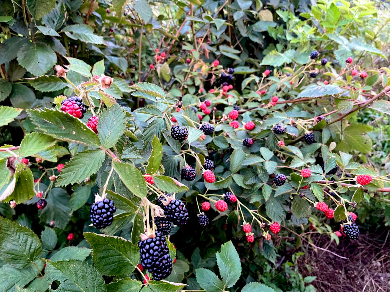 Organic Thornless Blackberries
