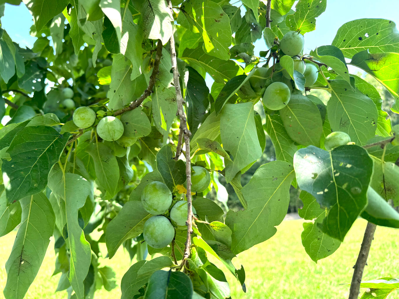 American Persimmon Tree